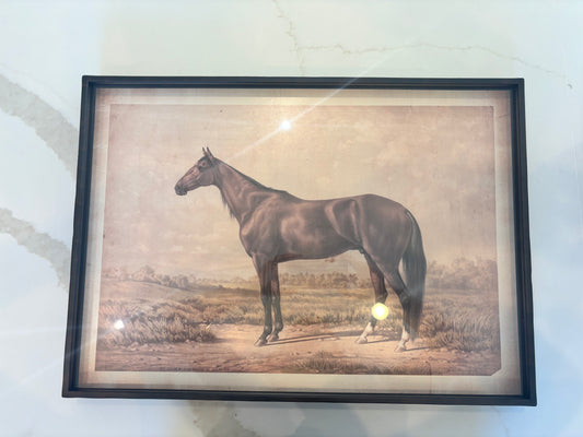 Horse In A Desert Field Picture
